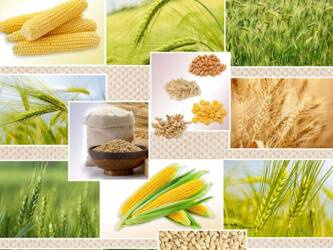 Viaszosvászon Terítő Tekercsben 140 Classico WF-4626A