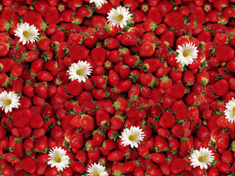 Viaszosvászon Terítő Florista 01156-00